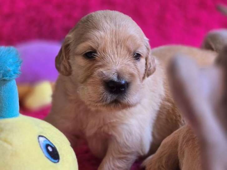 12 chiots Golden Retrievers à réserver (LOF)