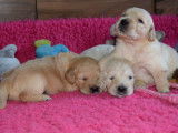 12 chiots Golden Retrievers à réserver (LOF)