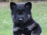 À réserver 5 chiots Bergers Allemands LOF