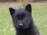 À réserver 5 chiots Bergers Allemands LOF
