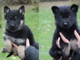 À réserver 5 chiots Bergers Allemands LOF