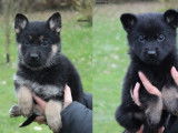 À réserver 5 chiots Bergers Allemands LOF