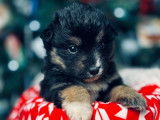 8 chiots Bergers Américains Miniatures à réserver (LOF)
