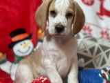 Des chiots Beagles LOF disponibles à l’achat