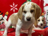 Des chiots Beagles LOF disponibles à l’achat