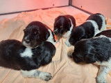 5 chiots Épagneuls Bretons tricolores à réserver (LOF)