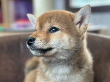 À vendre 1 chiot mâle Shiba Inu LOF