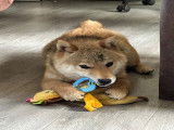À vendre 1 chiot mâle Shiba Inu LOF