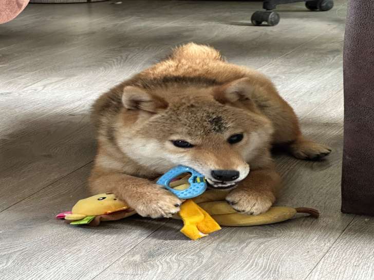 À vendre 1 chiot mâle Shiba Inu LOF