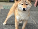 À vendre 1 chiot mâle Shiba Inu LOF