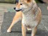 À vendre 1 chiot mâle Shiba Inu LOF