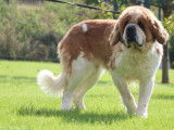 Chienne Saint-Bernard LOF de 5 ans à vendre