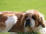 Chienne Saint-Bernard LOF de 5 ans à vendre