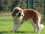 Chienne Saint-Bernard LOF de 5 ans à vendre