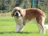 Chienne Saint-Bernard LOF de 5 ans à vendre
