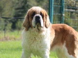 Chienne Saint-Bernard LOF de 5 ans à vendre