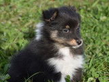 Des chiots Bergers des Shetland LOF à vendre