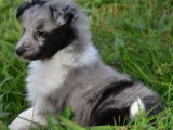 Des chiots Bergers des Shetland LOF à vendre