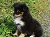 Des chiots Bergers des Shetland LOF à vendre