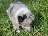 Des chiots Bergers des Shetland LOF à vendre