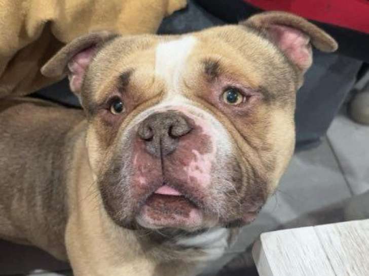 Un chien adulte American Bully pour une saillie