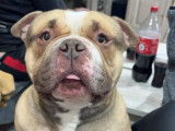 Un chien adulte American Bully pour une saillie