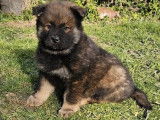 Un chiot mâle Eurasier LOF à réserver