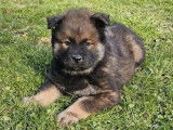 Un chiot mâle Eurasier LOF à réserver