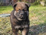 Un chiot mâle Eurasier LOF à réserver