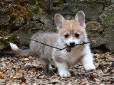Chiot mâle Welsh Corgi Pembroke LOF fauve à vendre