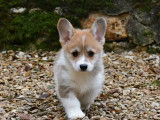 Chiot mâle Welsh Corgi Pembroke LOF fauve à vendre