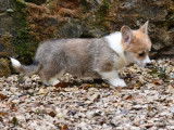 Chiot mâle Welsh Corgi Pembroke LOF fauve à vendre