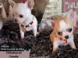 2 chiots femelles Chihuahuas à poil court LOF à réserver