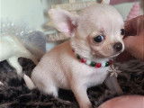 2 chiots femelles Chihuahuas à poil court LOF à réserver