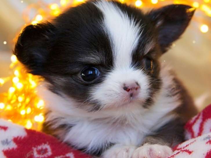 male mini