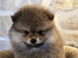Chiots Spitz Nains non LOF charbonné à vendre