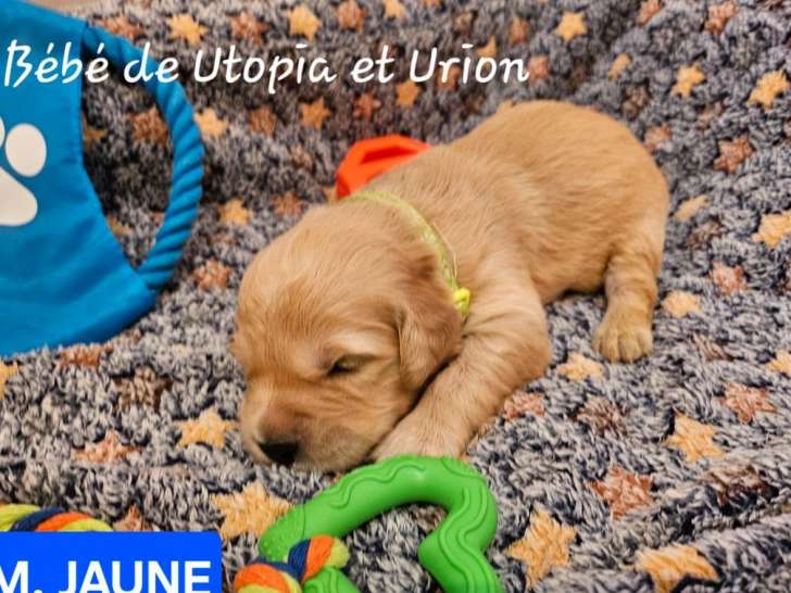 À réserver des chiots Golden Retrievers LOF fauve