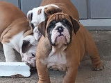 Chiot femelle Bulldog Anglais LOF disponible à la vente