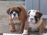 Chiot femelle Bulldog Anglais LOF disponible à la vente