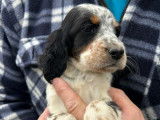 Des chiots Setters Anglais LOF à réserver