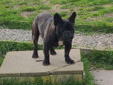 Un chien Bouledogue Français LOF de 2 bringés à vendre