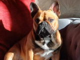 Mâle Bouledogue Francais disponible pour saillie