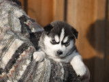4 chiots Husky de Sibérie LOF noir et blanc à réserver