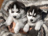 4 chiots Husky de Sibérie LOF noir et blanc à réserver