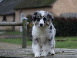 Chiot femelle Berger Américain Miniature bleu merle à vendre (LOF)