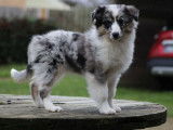 Chiot femelle Berger Américain Miniature bleu merle à vendre (LOF)