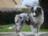 Chiot femelle Berger Américain Miniature bleu merle à vendre (LOF)