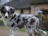 Chiot femelle Berger Américain Miniature bleu merle à vendre (LOF)