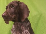 5 chiots Braques Allemands LOF à vendre