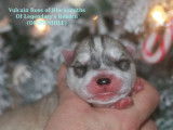 À réserver 3 chiots mâles Husky Sibériens LOF